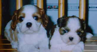 �L���o���A�ƃV�[�Y�[�̎q��